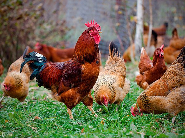 Породы куриц | ЗооТом - продажа, вязка и услуги для животных в Кимовске