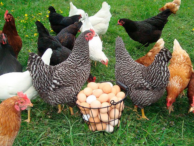 Содержание кур и уход за ними | ЗооТом - продажа, вязка и услуги для животных в Кимовске