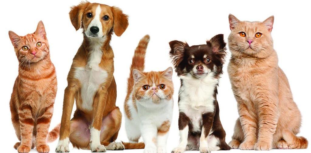 Доска объявлений о животных | ЗооТом - продажа, вязка и услуги для животных в Кимовске