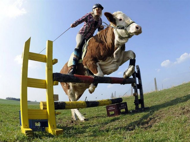 Статьи о коровах в Кимовске | ЗооТом портал о животных