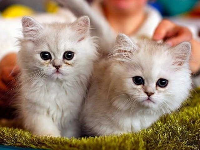 Породы кошек в Кимовске | ЗооТом портал о животных