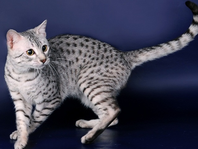 Породы кошек в Кимовске | ЗооТом портал о животных