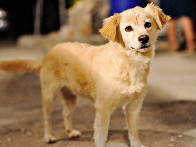 Породы собак в Кимовске | ЗооТом портал о животных