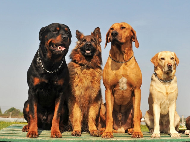 Крупные породы собак в Кимовске | ЗооТом портал о животных